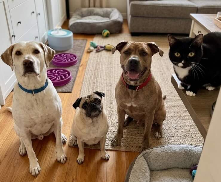 Our four pets — Max, Yogi, Penny and Mika